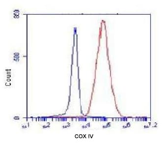 COXIV / COX4 Antibody