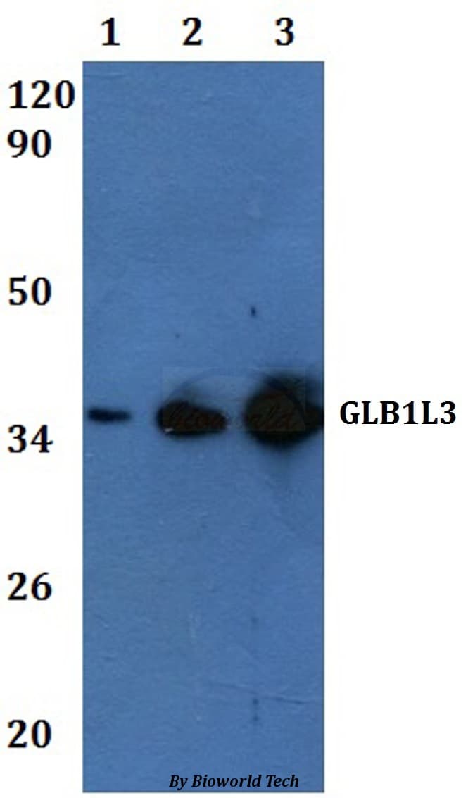 GLB1L3 Antibody