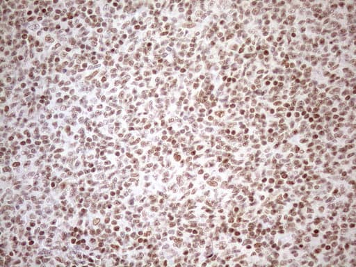UTP11L Antibody (clone OTI5F3, Carrier-free)