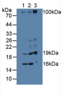 SDSL / Serine Dehydratase-Like Antibody (aa1-229)
