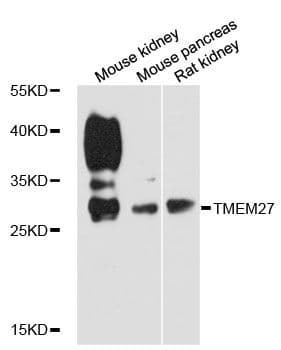 TMEM27 / Collectrin Antibody