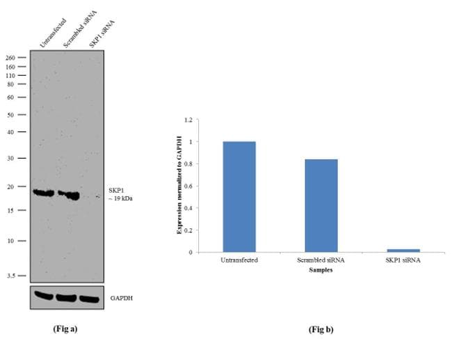SKP1 Antibody (clone 4E+11)
