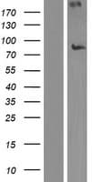 NEK8 Protein (Over-Expression Lysate Myc-DDK (Flag))