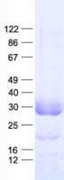 Human RAB6C Protein (Recombinant His, N-Terminal)