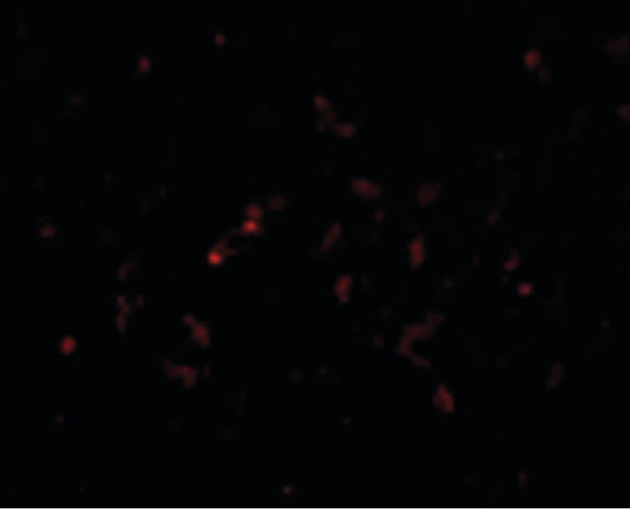 IHC-plus™ GSTP1 / GST Pi Antibody