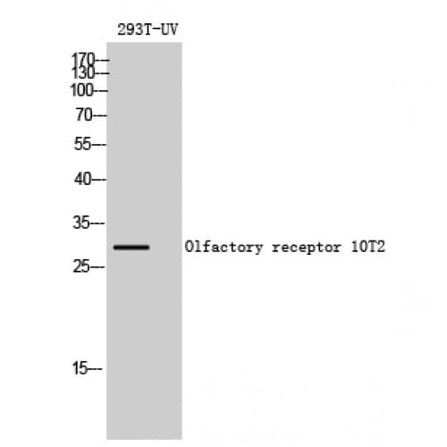 OR10T2 Antibody (200-280 aa, C-terminal)
