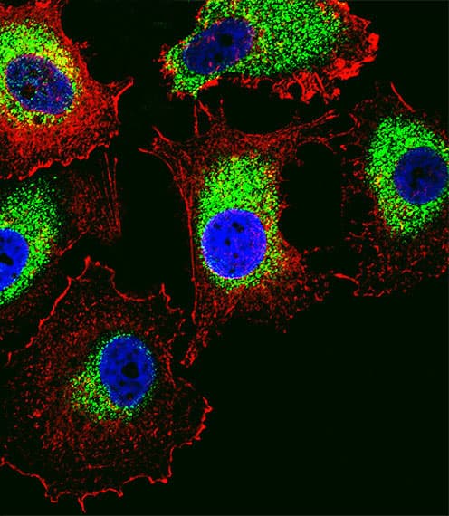 PTTG2 Antibody (aa56-84)