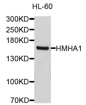 ARHGAP45 Antibody