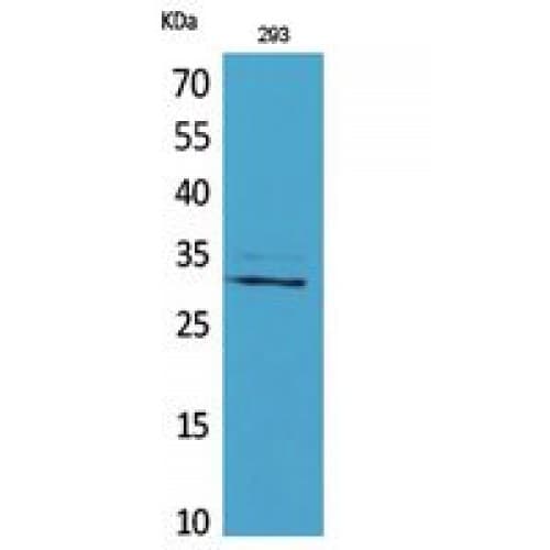 CGREF1 Antibody (N-Terminal)