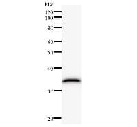 NFS1 Antibody (clone 2635E1a)