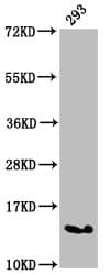 HIST1H2AI Antibody