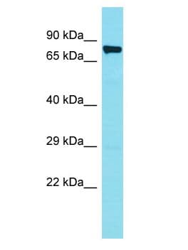 FAM188B Antibody (aa186-235)
