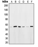 Polyclonal Rabbit anti-Human POU2F2 / OCT2 Antibody (N-Terminus, IHC, IF, WB)