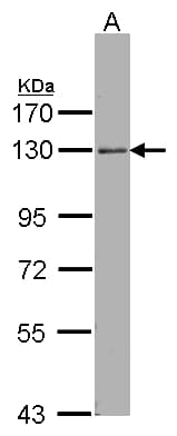 ARHGEF18 Antibody (aa770-990)