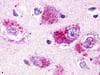 PathPlus™ RXFP4 / GPR100 Antibody (C-Terminus)