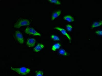 NKAIN4 / C20orf58 Antibody