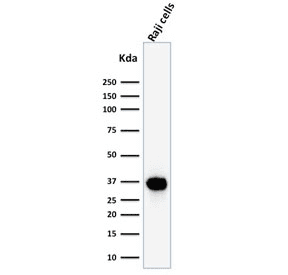 Monoclonal Mouse anti-Human POU2AF1 / BOB1 Antibody (clone BOB1/2425, IHC, WB)