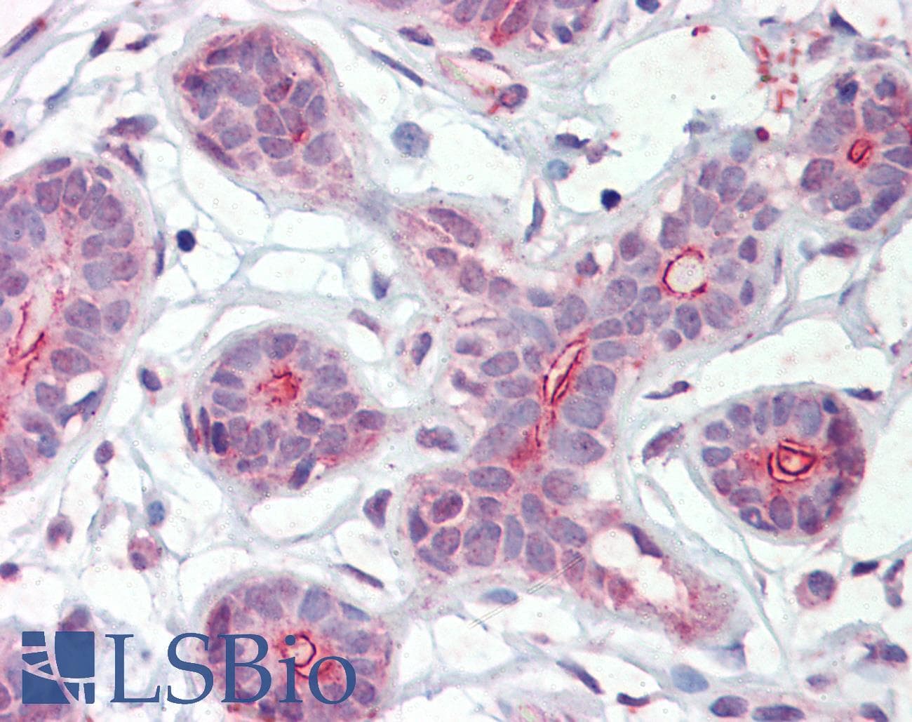 IHC-plus™ DAPK2 / DAP Kinase 2 Antibody (aa359-370)