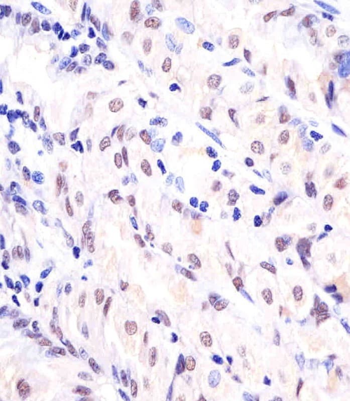APEX1 / APE1 Antibody (clone 1518CT337.123.86.269.232)
