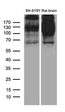 SORL1 Antibody (aa573-753, clone OTI2D5)