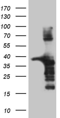 AMDHD1 Antibody (clone OTI1D4, Carrier-free)