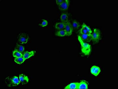SLC36A2 Antibody