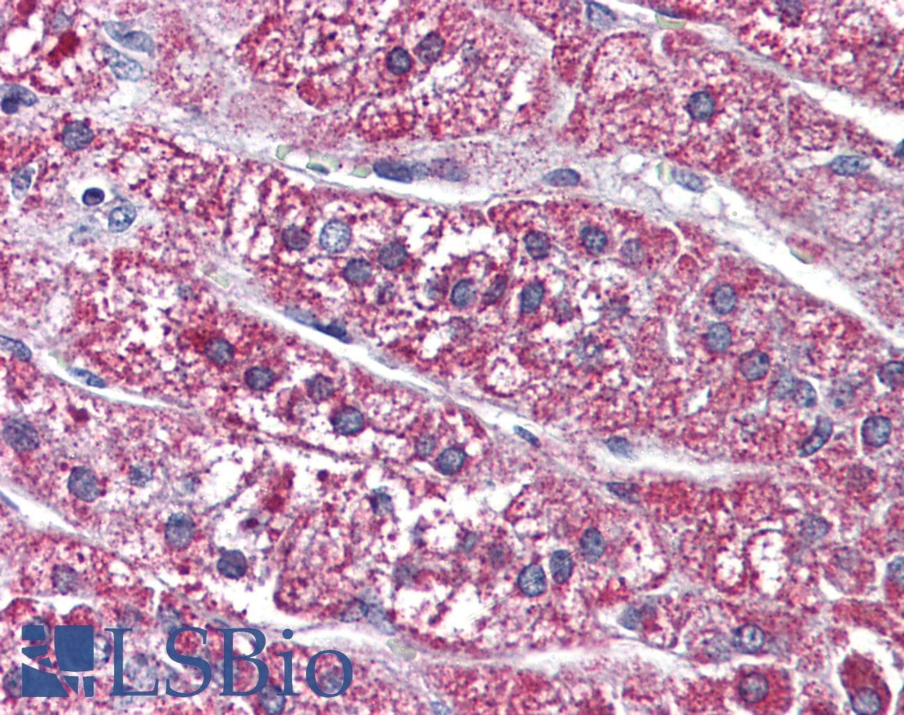 IHC-plus™ SSTR5 Antibody (Extracellular Domain)