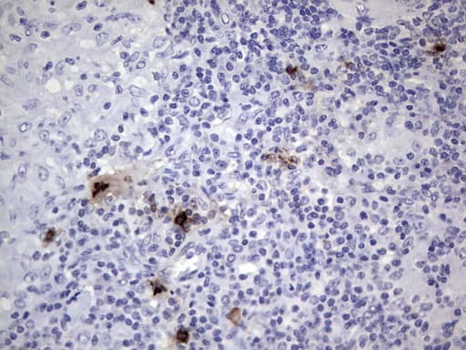 NKX3-1 Antibody (clone OTI2D11, Carrier-free)
