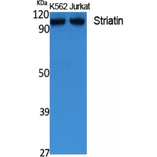 STRN / Striatin Antibody (C-terminal)