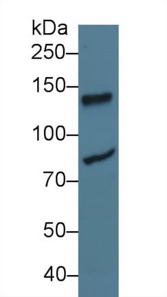 LIG1 / DNA Ligase 1 Antibody (aa568-875, APC)