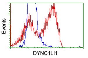 DYNC1LI1 Antibody (clone OTI1B9)