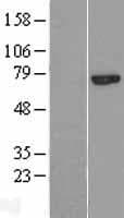 CAPN13 / Calpain 13 Protein (Over-Expression Lysate Myc-DDK (Flag))