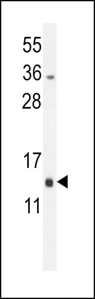 MRPL51 Antibody (aa100-128)