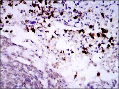 SPIB Antibody (Amino Acid: 200-252, clone 4G5)
