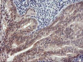 TIMP2 Antibody (clone OTI1B11, Carrier-free)