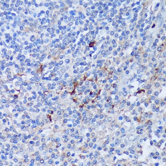 PADI4 / PAD4 Antibody