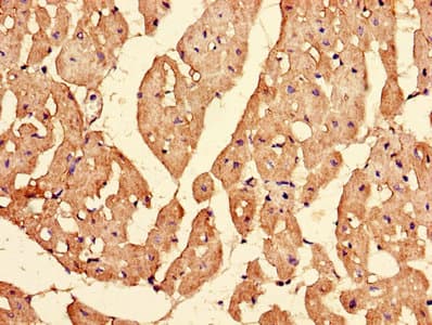 IPO13 / LGL2 Antibody