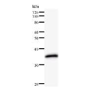 Monoclonal Mouse anti-Human ORC6 / ORC6L Antibody (clone 2679C2b, IF, WB)