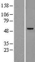 LGMN / Legumain Protein (Over-Expression Lysate Myc-DDK (Flag))