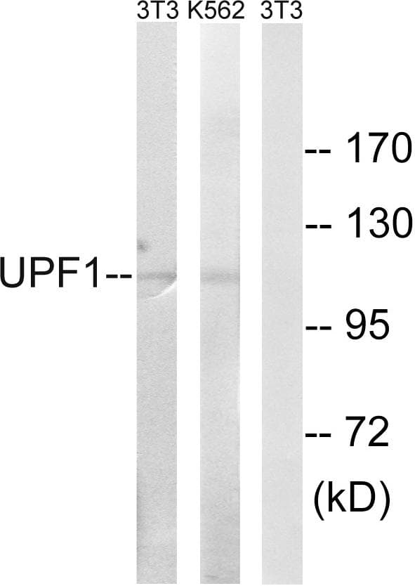 RENT1 / UPF1 Antibody