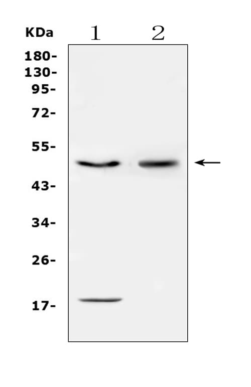 CD46 Antibody (aa366-392)