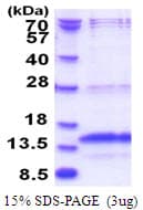 Human C11 / POLR3K Protein (Recombinant His)