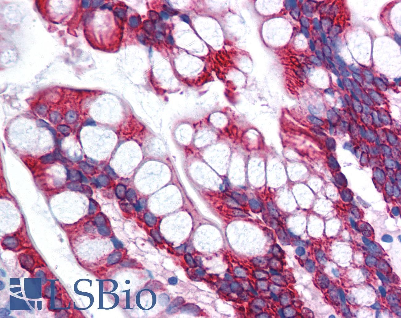 OR13C9 Antibody (C-Terminus)