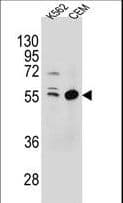 TEX9 Antibody (aa42-70)