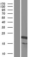 Human ARFRP1 Protein (Over-Expression Lysate Myc-DDK (Flag))