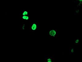 TLE1 / TLE 1 Antibody (clone OTI3H3)