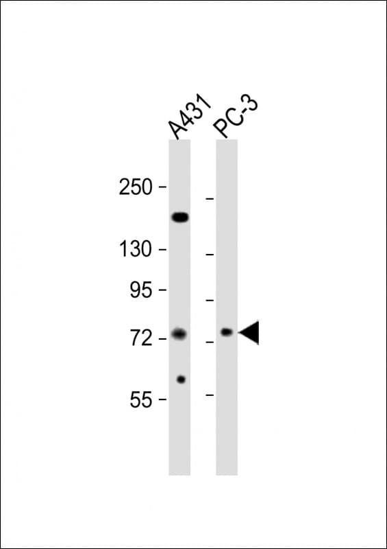 Polyclonal Rabbit anti-Human NGEF / EPHEXIN Antibody (aa669-704, WB)