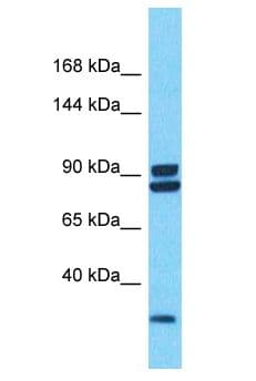 PDZRN4 Antibody (aa271-320)