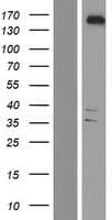 YTHDC2 Protein (Over-Expression Lysate Myc-DDK (Flag))