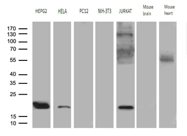 MRPL48 Antibody (clone OTI7F4)